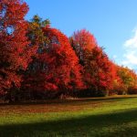 landscape-tree-nature-grass-plant-sky-1365177-pxhere.com