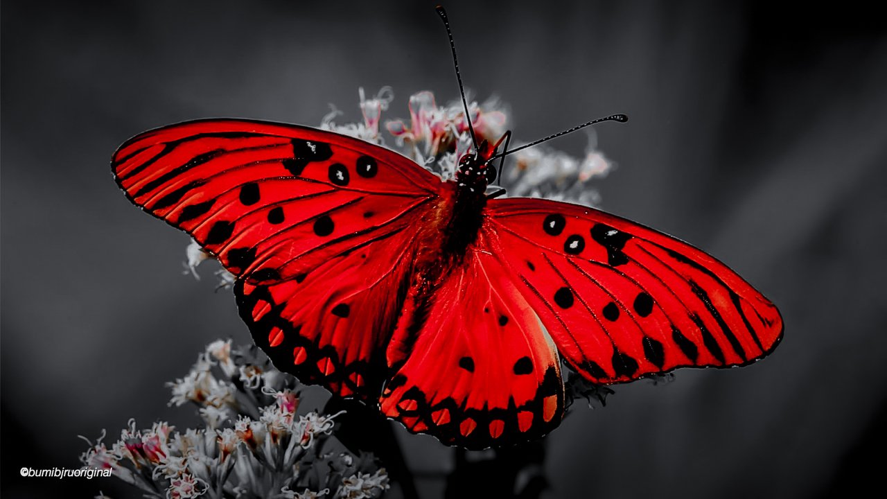 red-butterfly-pollinator-plant-insect-flower-1663262-pxhere.com